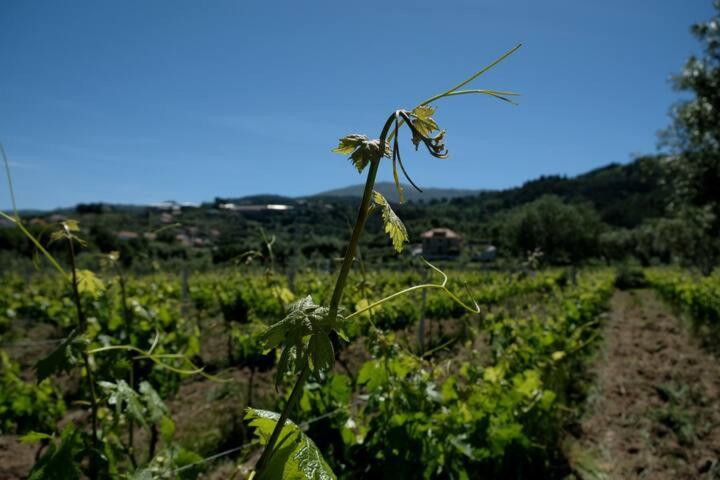 Quinta De Vodra Villa Seia Exterior photo